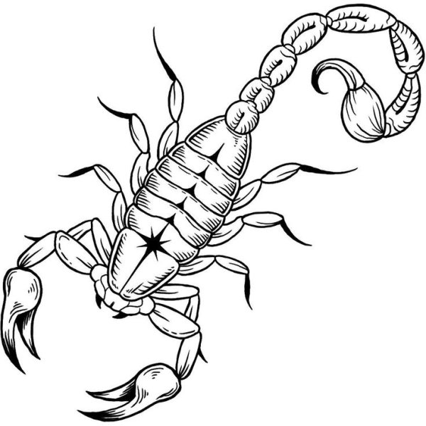 Скорпион трайбл эскиз