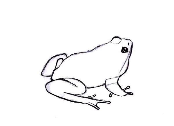 Как просто нарисовать лягушку