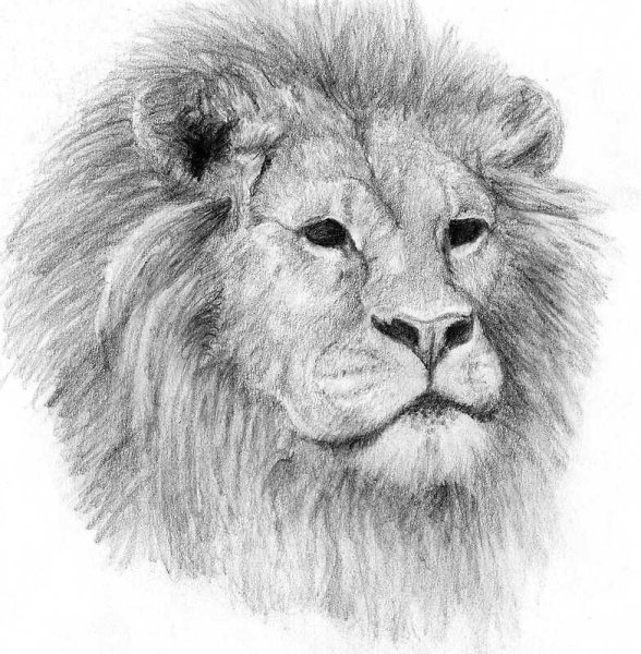 Стилизованное изображение Льва