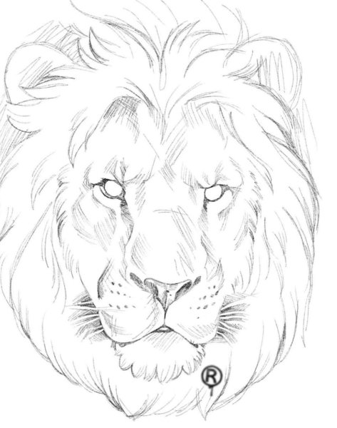 Лев эскиз легкий