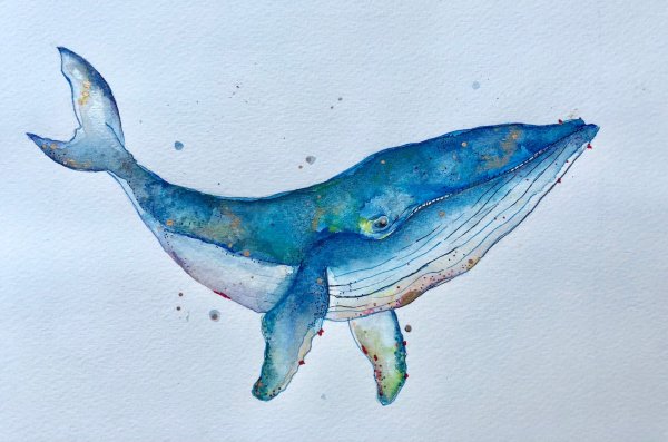 Кит раскраска для детей