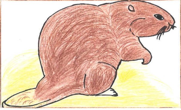 Бобр карандашом