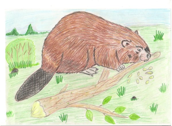 Как нарисовать бобра поэтапно