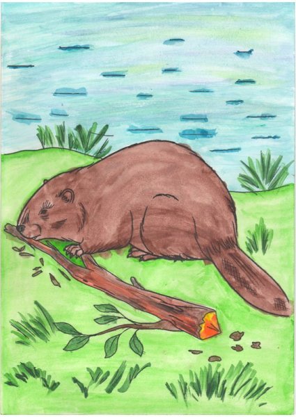 Речной Бобр раскраска