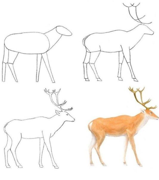 Поэтапное рисование оленя