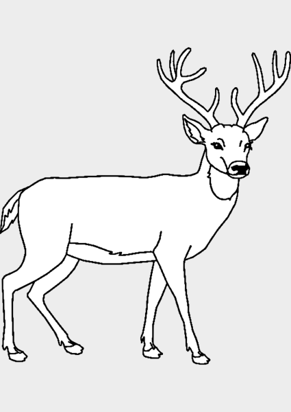 Поэтапное рисование оленя карандашом
