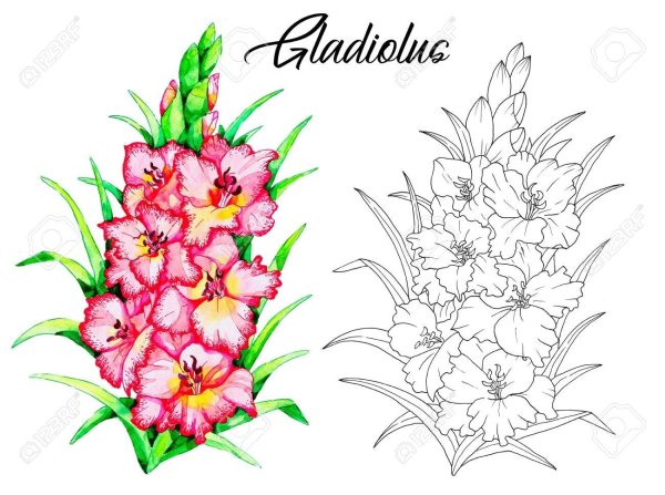 Гладиолус рисунок карандашом