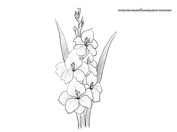 Гладиолус рисунок карандашом
