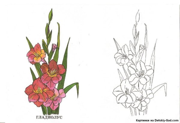 Нарисовать Гладиолус карандашом