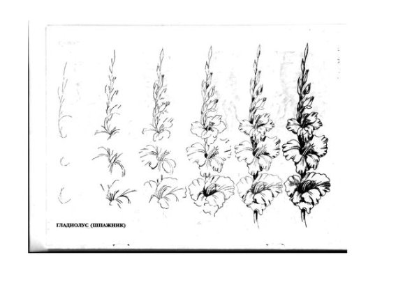 Раскраски цветы гладиолусы