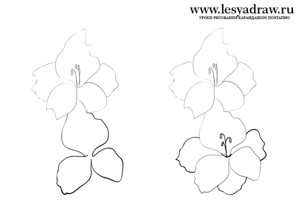 Рисунок букет цветов карандашом для начинающих легко