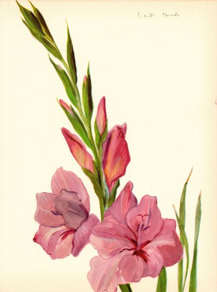 Гладиолус для рисования легко