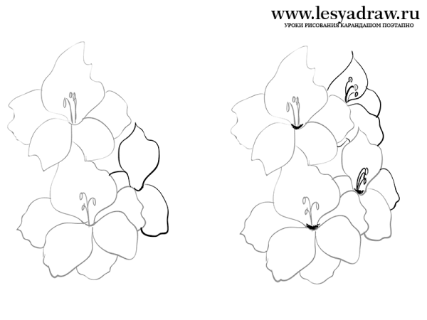 Гладиолус цветными карандашами