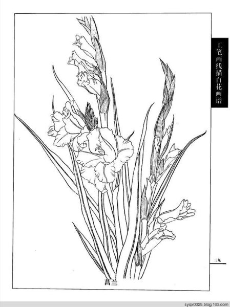 Гладиолус скетч
