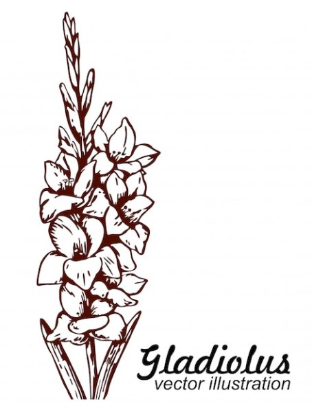 Гладиолус тату эскиз