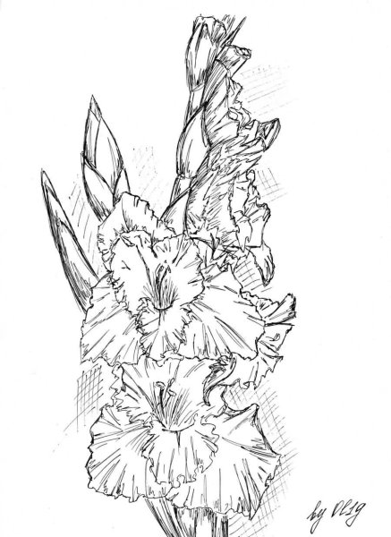 Трафарет гладиолусы для вырезания