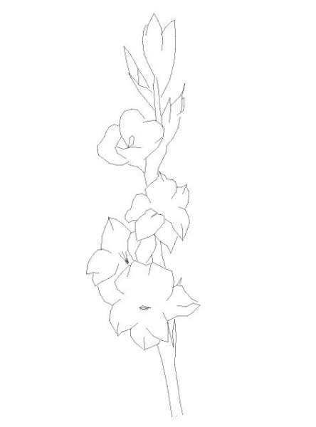 Эскиз цветов Гладиолус