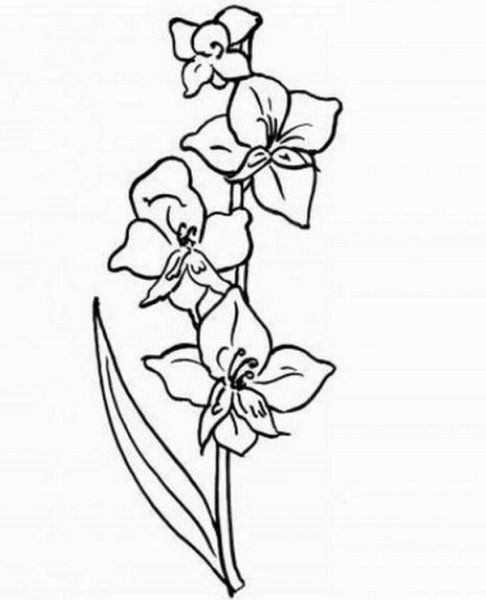 Тату Гладиолус черно-белая