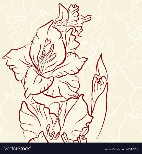 Гладиолус раскраска