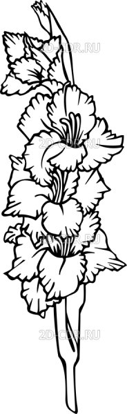 Гладиолус карандашом