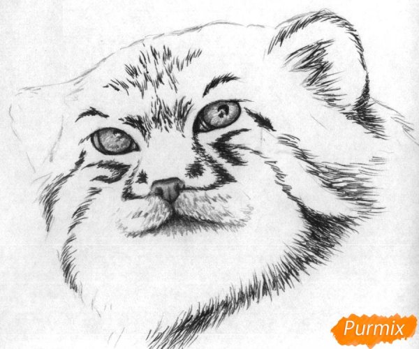 Кот Манул раскраска