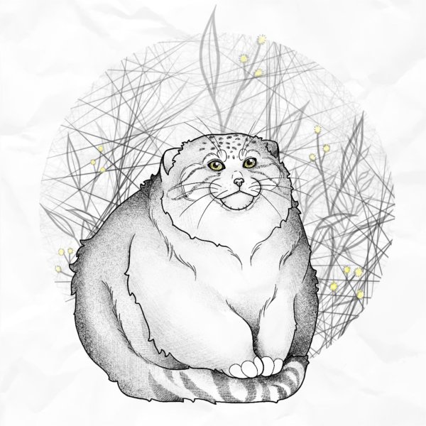 Манул рисунок