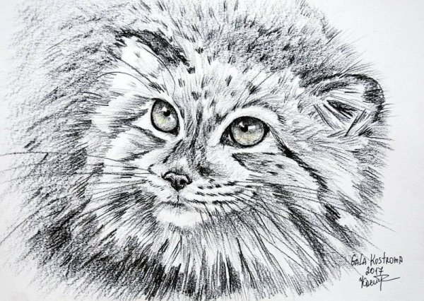 Кот Манул рисунок