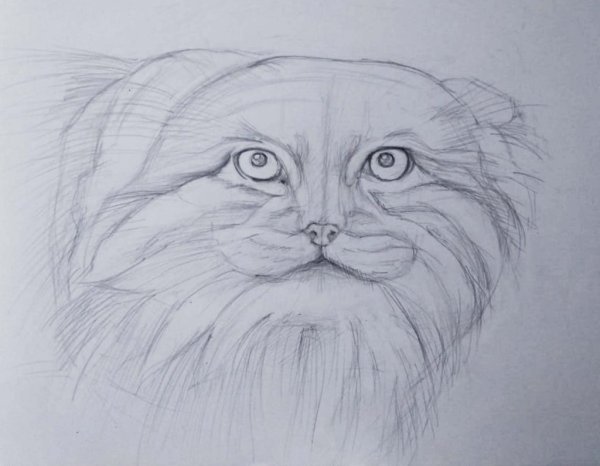 Рисовать манула карандашом