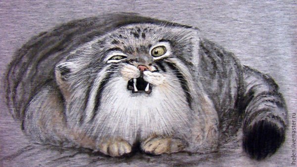 Кот Манул арт