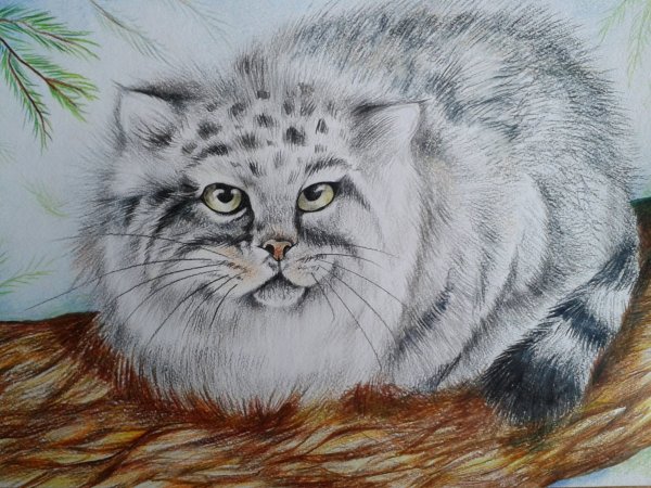 Кот Манул рисунок