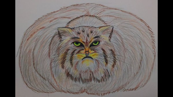 Манул кот пастелью