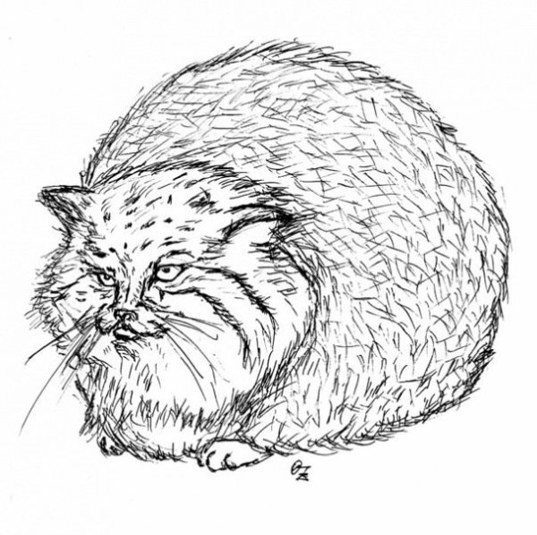 Дикий кот Манул черно белая