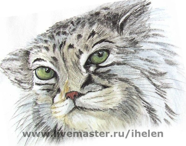 Манул детский рисунок