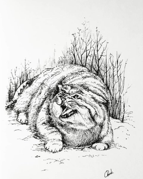 Манул рисунок карандашом для детей