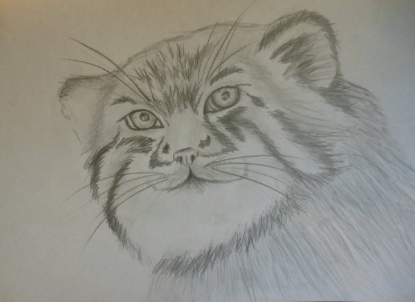 Дикий кот Манул раскраска