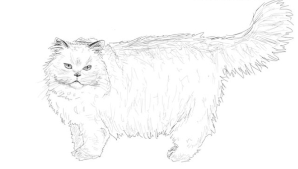 Манул рисунок карандашом