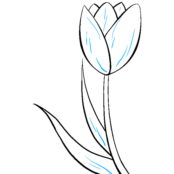 Тюльпаны рисунок