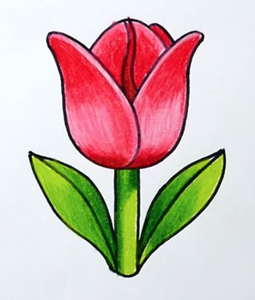 Тюльпан рисунок карандашом
