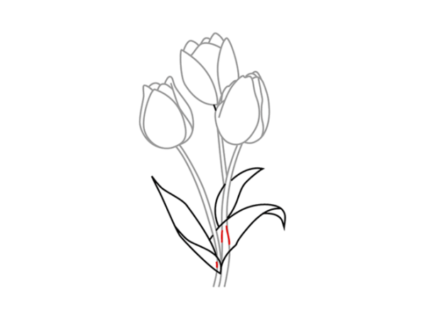 Пошаговое рисование тюльпанов