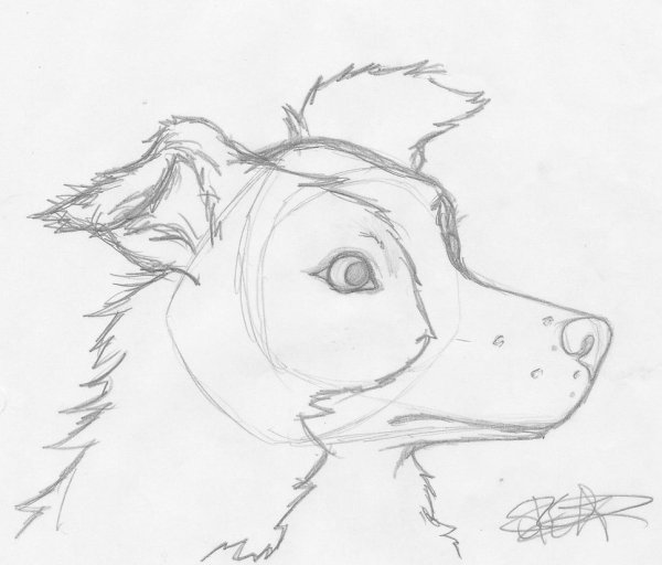 Кусака рисунок