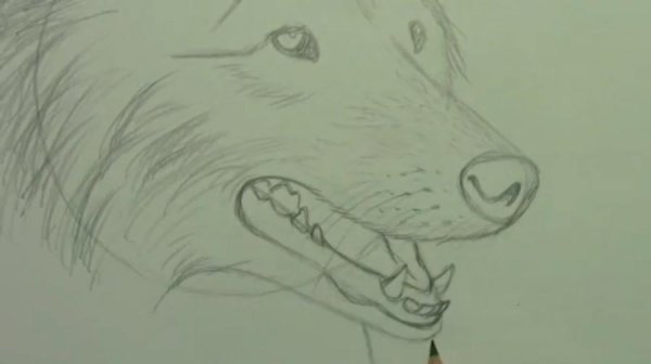 Кусака рисунок карандашом