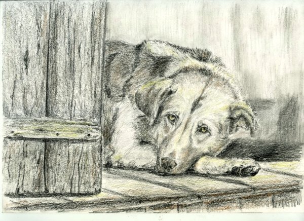 Кусака рисунок карандашом