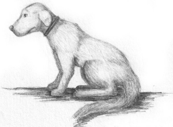 Бультерьер анатомия для художников