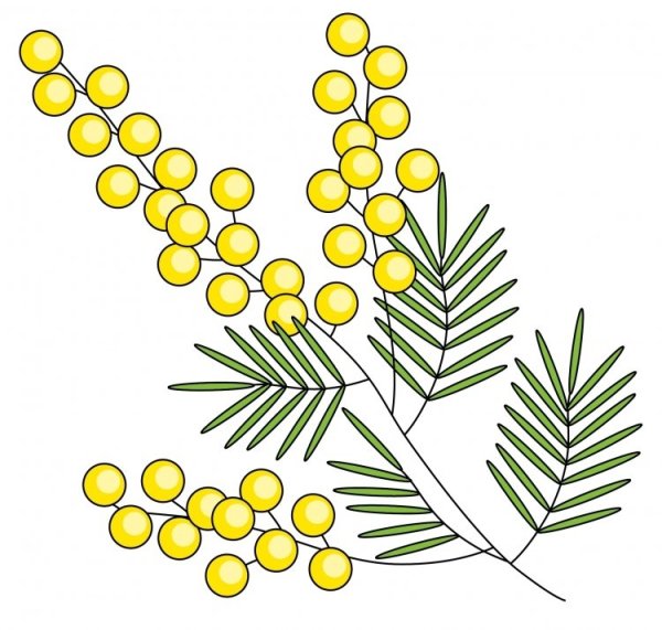 Веточка мимозы для детей