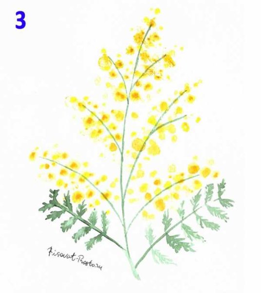 Мимоза поэтапность