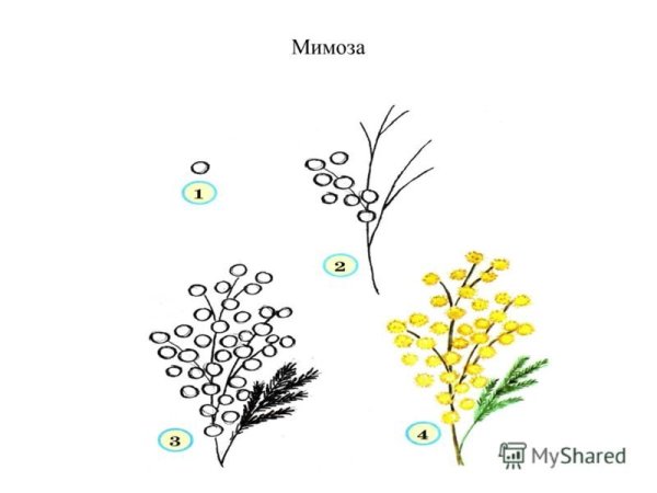 Схема слова Мимоза 1 класс