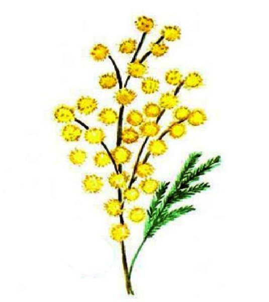 Мимоза картинка для детей