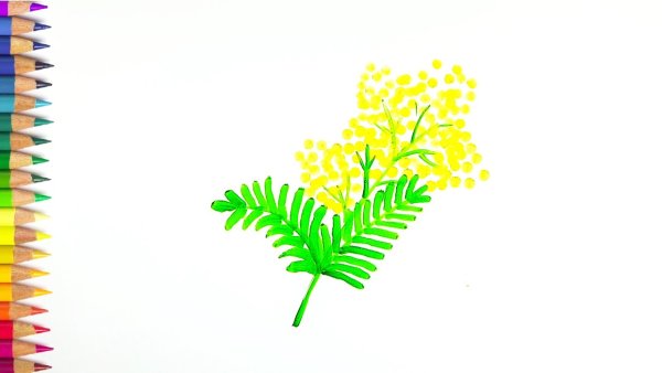 Ветка мимозы рисунок в Paint на прозрачном фоне