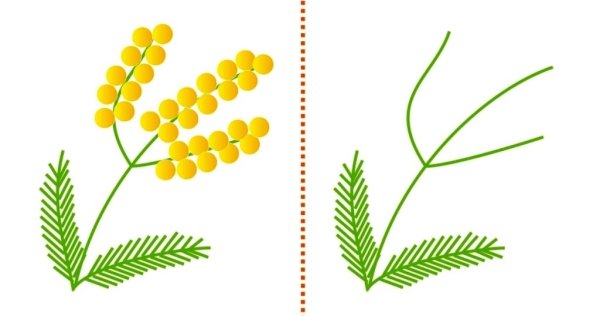 Букет мимозы вектор