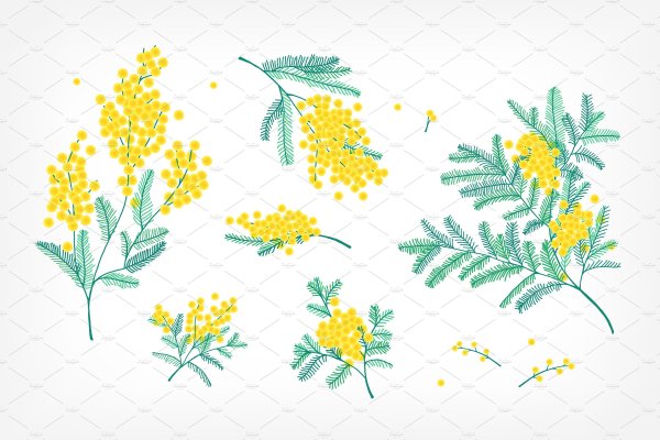 Веточка мимозы 2 мл